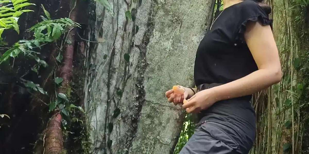 Protecting Against Amazon Rainforest Deforestation | Palotoa Amazon Travel