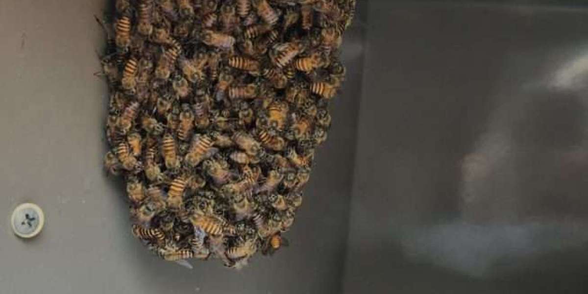 Professional Hornet Control Singapore | Reliable Experts