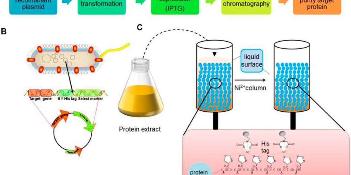 Top 20 Companies in United States Protein Purification and Isolation Market 2025: Market Statistics Report