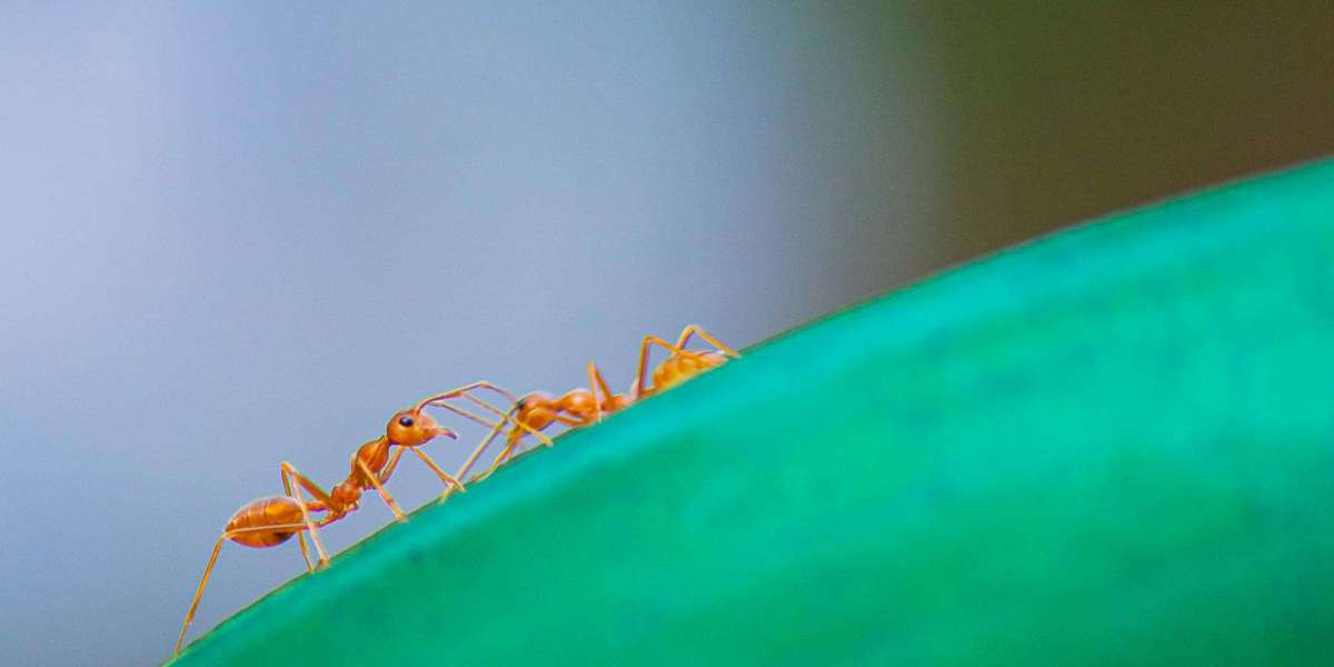 Why Professional Ants Extermination in Queens, NY is Worth It