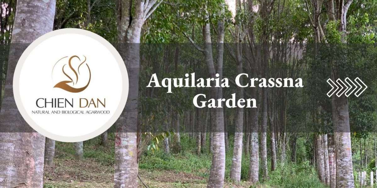 Premium Agarwood Supplier Vietnam Providing Authentic Oud Products