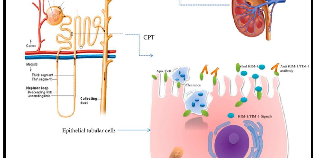 Top 20 Companies in United States of America Renal Biomarkers Market 2025: Market Statistics Report