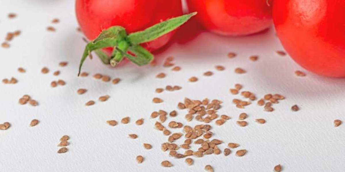 Europe Tomato Seed Market Size, Share & Forecast 2026-2035