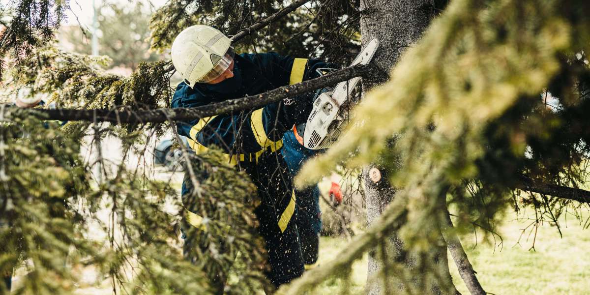 Why Regular Tree Trimming is Essential for Tree Health