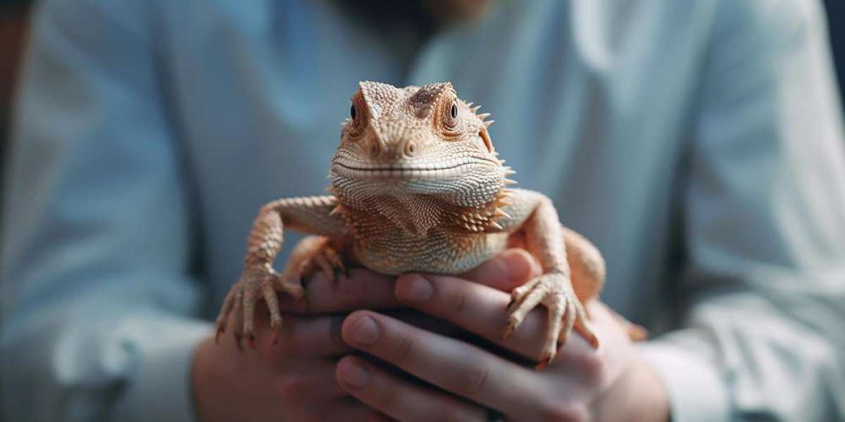 Best Small Reptiles for First-Time Owners