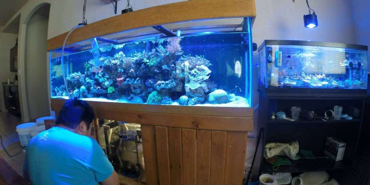 Aquarium Water Treatment Market Pain Points Decoded By Deep Insights Influencing Future Innovation And Competitive Press