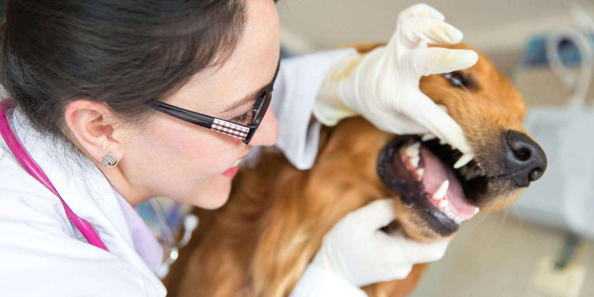 Swollen Gums in Pets Causes and Simple Care Guide