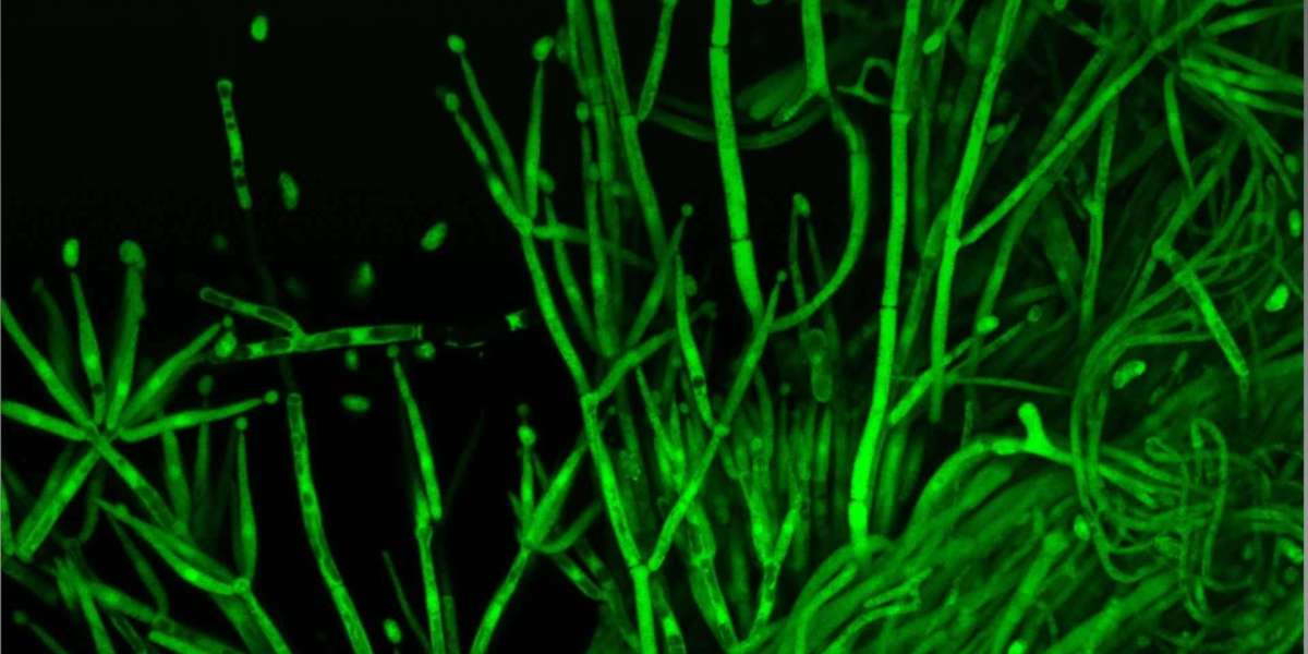 Biofungicides Market Threats Increasing Challenges Reshaping Global Sustainable Agriculture Industry Landscape Overview