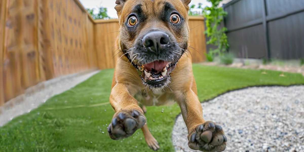 Professional Pet Waste Removal Services for Cleaner, Safer Yards