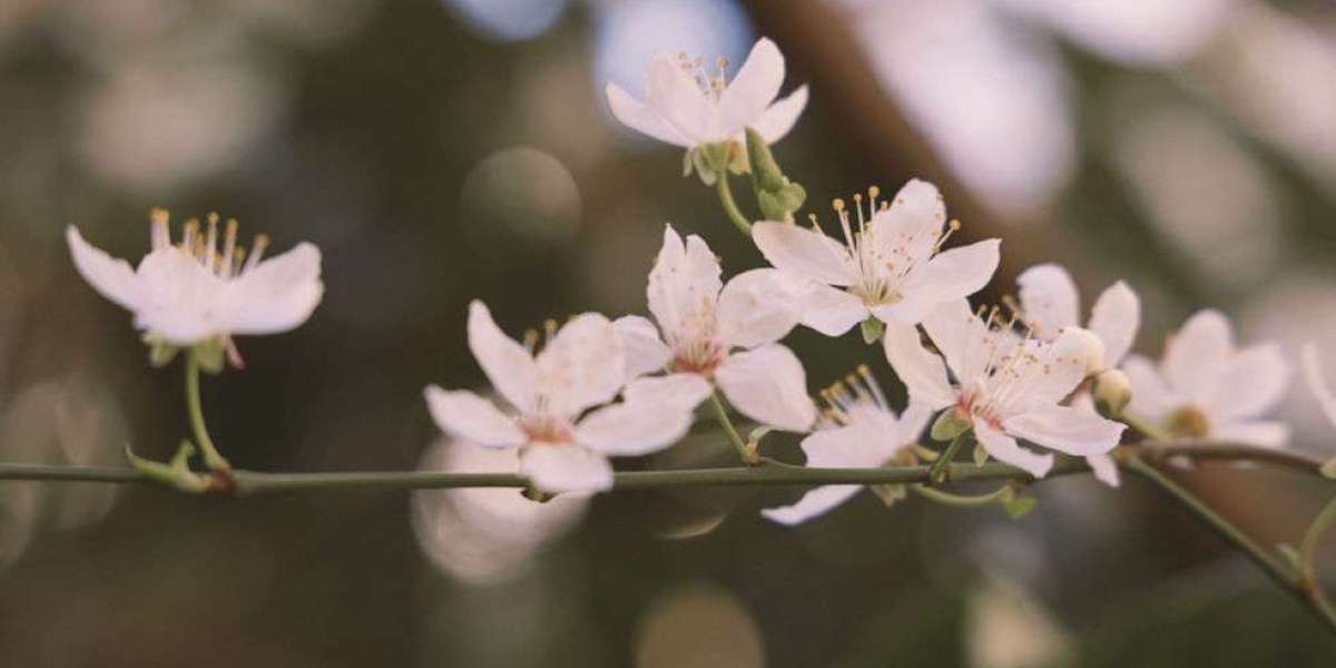 Pregnancy Loss Counsellor Sydney: Compassionate Support