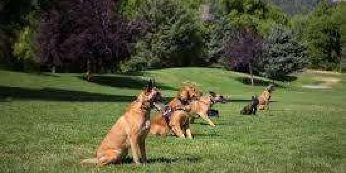 Why Pet Owners Trust Dog Boarding Salem Oregon for Safe and Comfortable Stays