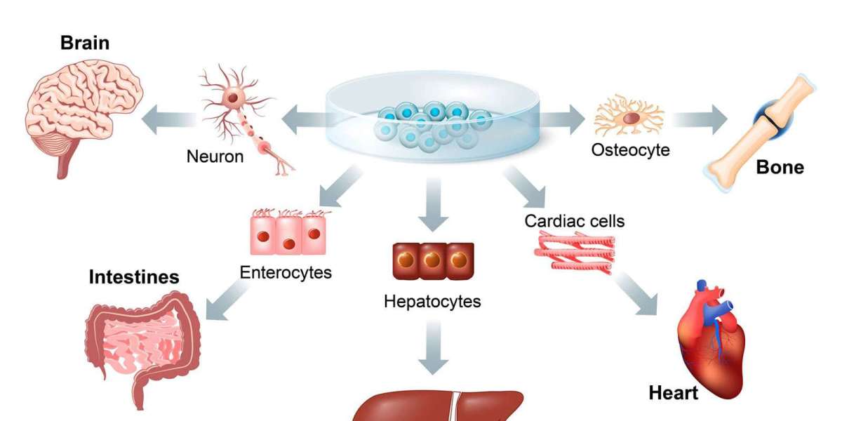 What Are the Signs That STEM Cells Therapy is Working?