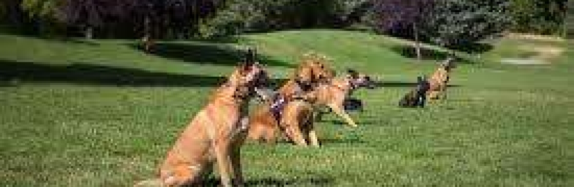 Timberand Codog