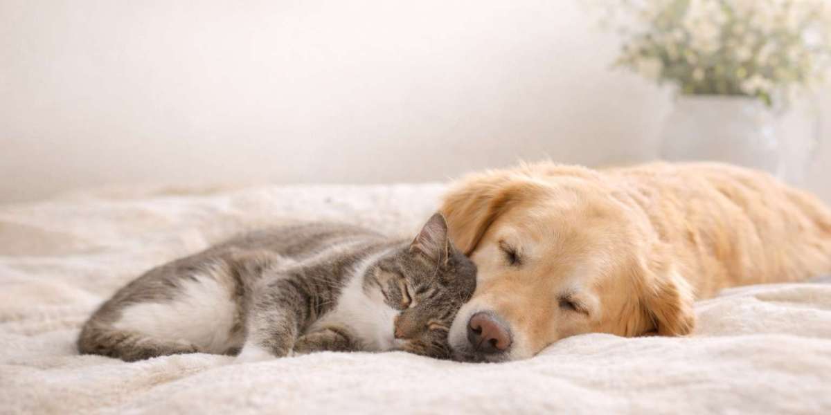 Celebrating the Life of a Beloved Pet