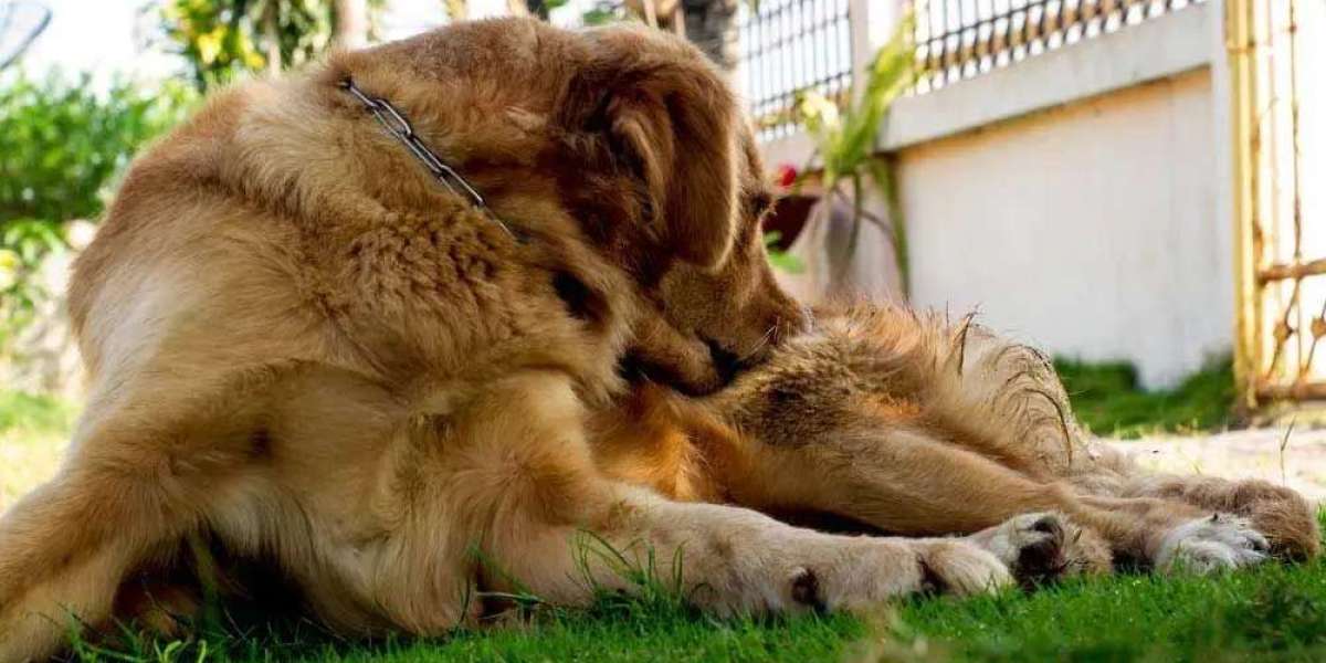 Are Male Dogs Neutered or Spayed?