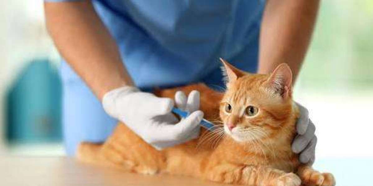 Pet Vaccines Market Analysis 2025–2035: Industry Trends, Market Size & Growth Outlook