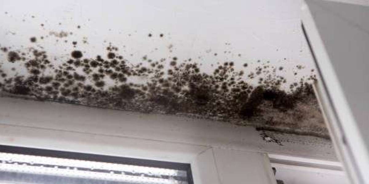Choosing the Right Company for Mold Restoration in Pierce