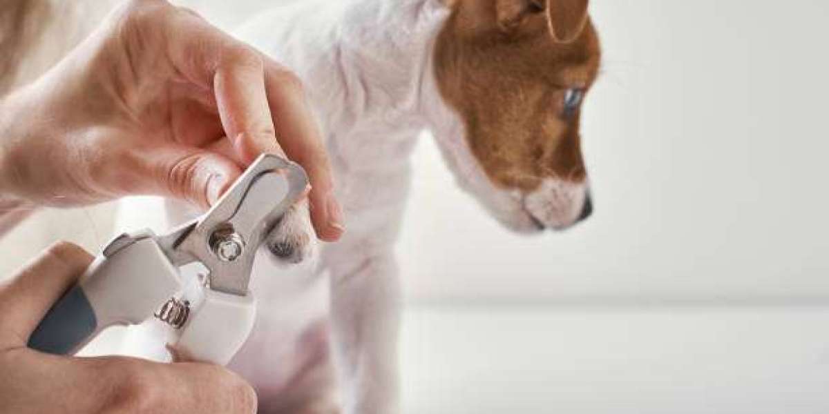 5 Grooming Mistakes Ruining Your Dog's Coat