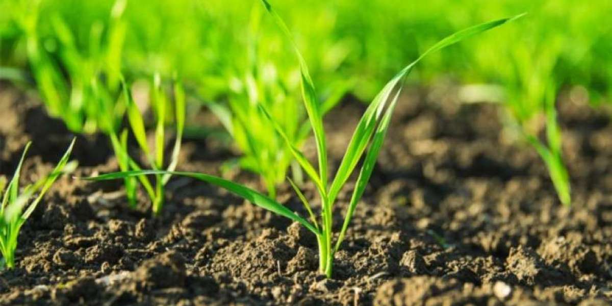 Regenerative Agriculture Market Insights Driving Sustainable Farming and Agricultural Innovation
