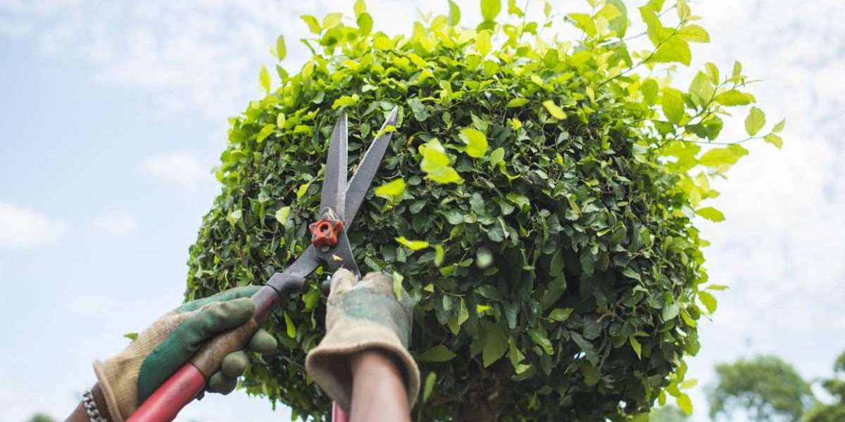 Professional Tree Trimming Near Me Dallas TX