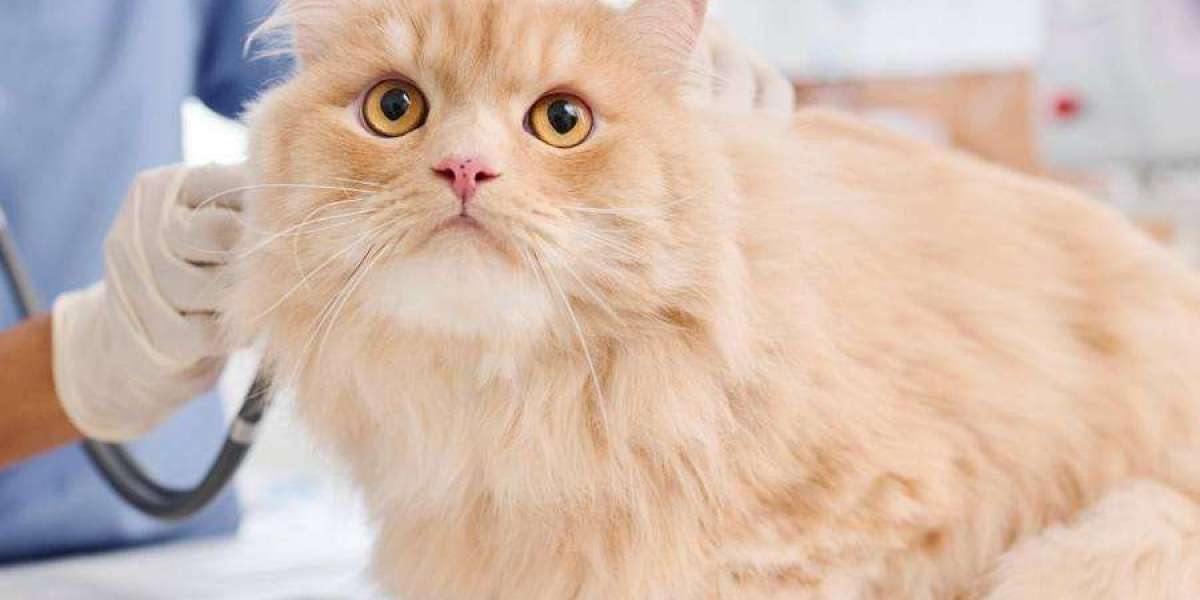 Pet Care Products: What Can You Buy Yourself and When Do You Need Veterinary Guidance?