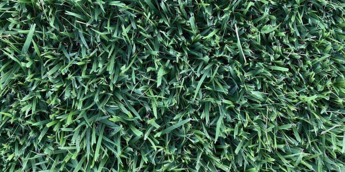 Sod Installation in Fort Worth: A Complete Guide to a Healthier Lawn
