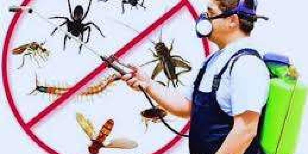 Termite Control Treatment Services: Protect Your Property from Hidden Damage