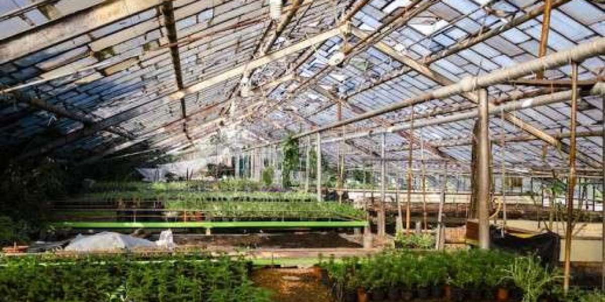 How Climate Resilience and Technology Are Reshaping Greenhouse Horticulture in Australia